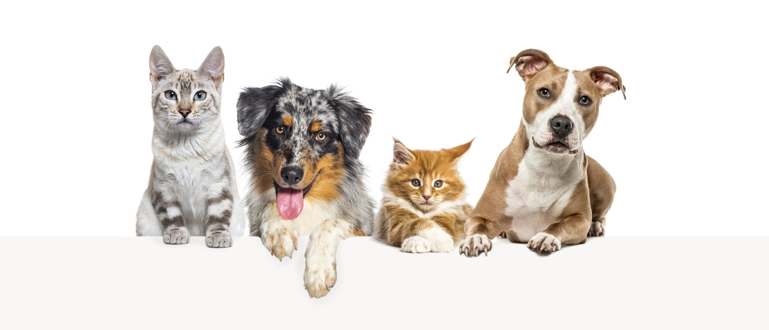 Prenota una visita - Ambulatorio Veterinario Grignani